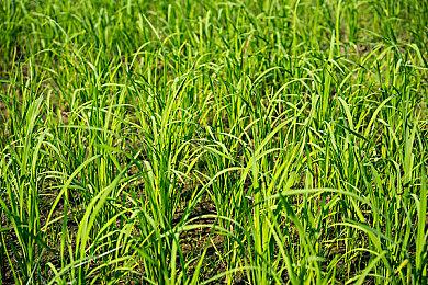 前育碧开发者用虚幻5引擎打造《神秘海域》片段